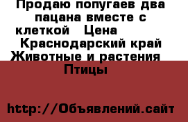 Продаю попугаев два пацана вместе с клеткой › Цена ­ 1 500 - Краснодарский край Животные и растения » Птицы   